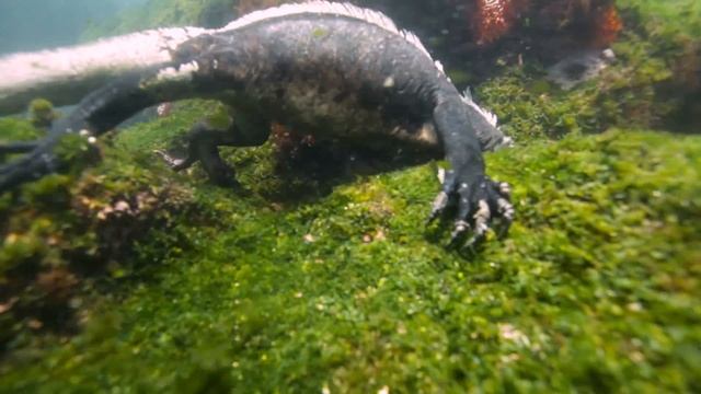 The Marine Iguanas of Galapagos смотреть онлайн