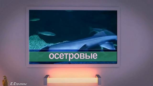 МОСКВАРИУМ смотреть онлайн