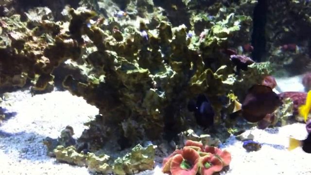 Pair Of Gem Tang & Black Tang смотреть онлайн