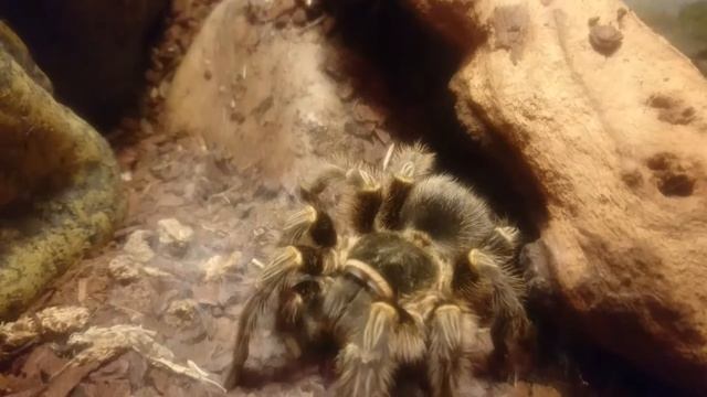Grammostola pulchripes update смотреть онлайн
