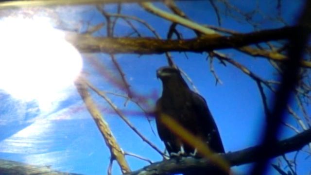 коршун в деле!хищник неба против всех смотреть онлайн