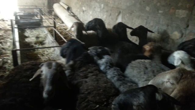 (56)Стрижка 2# смотреть онлайн