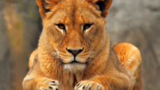 Дикая львица🐯 смотреть онлайн