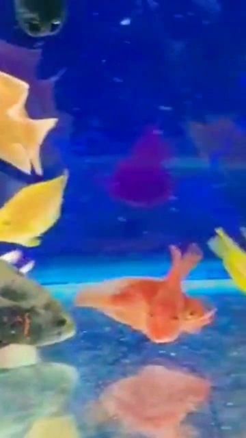 Red ♥️ yellow 💛 parrot fish/ fire Oscarfish #shorts #youtubeshorts смотреть онлайн