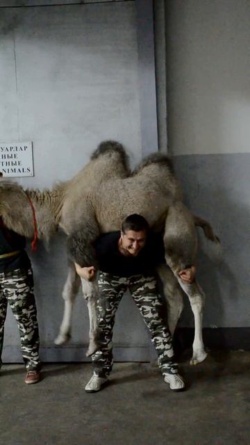 MAN RAISED THE CAMEL!!!! / ЧЕЛОВЕК ПОДНЯЛ ВЕРБЛЮДА!!! смотреть онлайн
