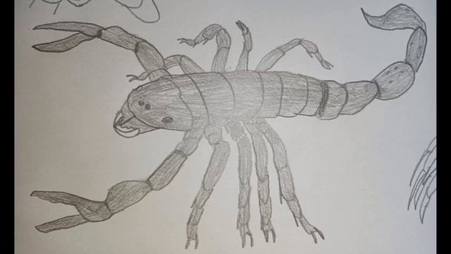 Sound Effects-"Fictionalized" Pulmonoscorpius смотреть онлайн