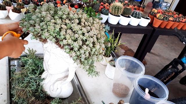 Graptopetalum Mirinae Care tips and Propagation смотреть онлайн