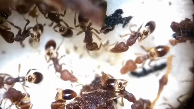 Strumigenys rostrata in The Nest! смотреть онлайн