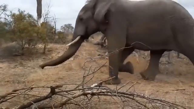 Merciless Leopard! Leopard Kills Mother Baboon And Becomes Surrogate Mother For Baby Baboon смотреть онлайн