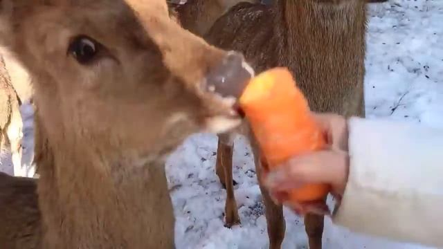 В гостях у оленей смотреть онлайн