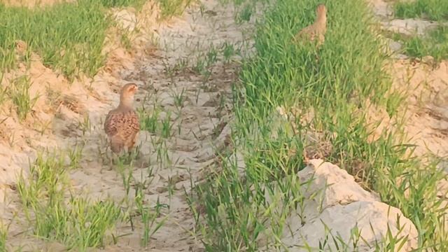 female grey francolin sounds teeter nature voice смотреть онлайн