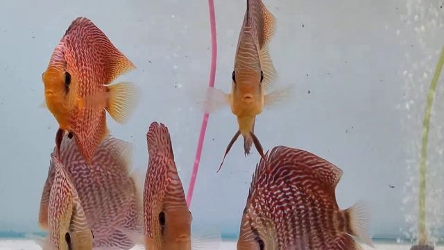 Discus Fish - Red Snake Skin Leopard Discus смотреть онлайн