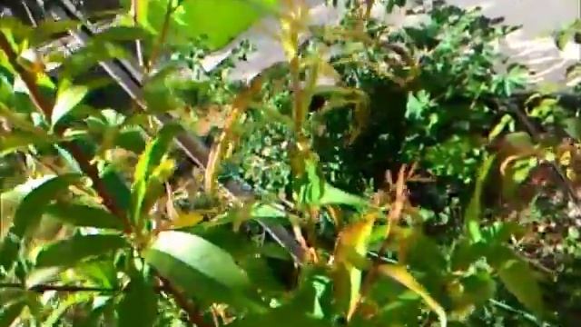 Bombo VS formica per raccogliere la melata dagli afidi смотреть онлайн