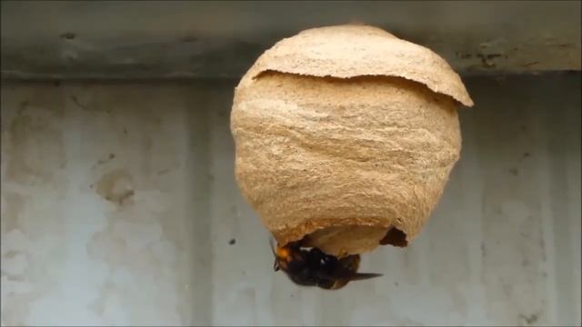 Nid primaire du frelon asiatique (Vespa velutina), par André Lequet (www.insectes-net.fr) смотреть онлайн