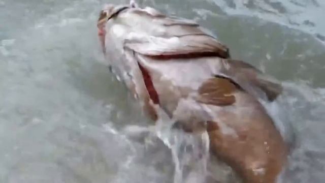 Рыбалка .Рыбы монстры.Fishing .Ryby Monsters.