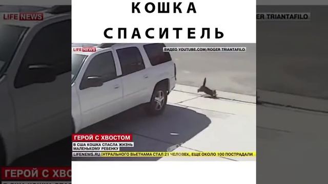 В США кошка спасла жизнь маленькому ребёнку смотреть онлайн