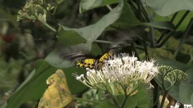 ヘレナキシタアゲハ/Troides helene mosychlus 03_1408HHL смотреть онлайн