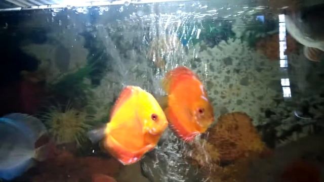 High back golden arowana,discus tank update смотреть онлайн