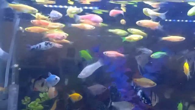 Danios & Tetras For Relaxation