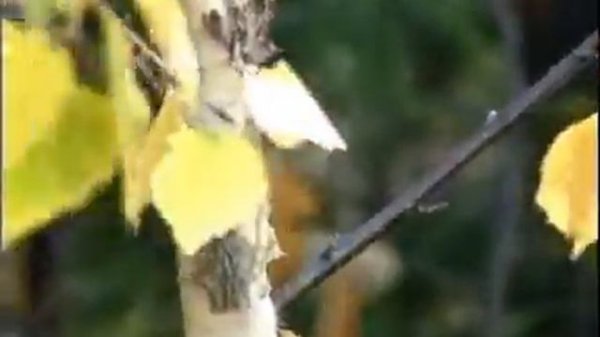 куьунну ырыа