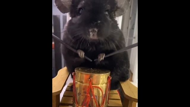 шиншилла играет на барабане. Chinchilla Playing The Drum. ドラムを叩くチンチラ. 龍貓打鼓