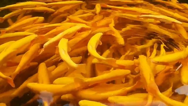 Янтарная форель. смотреть онлайн