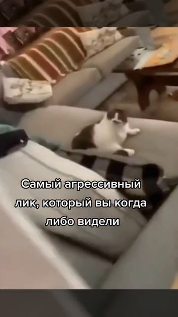 Приколы 2021Все приколы l реакция I тик ток #Shorts смотреть онлайн