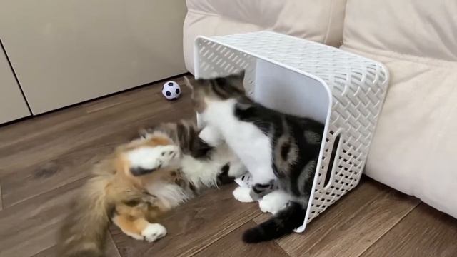 Котята играют в футбол 🐈⬛🐈⚽️ смотреть онлайн