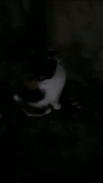 Это не ласка это айше 😅 смотреть онлайн