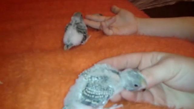 ВОЛНИСТЫЕ ПОПУГАИ ЧАСТЬ 14 19 12 2013 смотреть онлайн