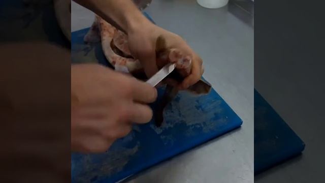 Достаём визигу у осетра. смотреть онлайн