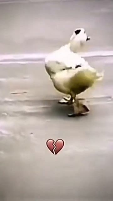 гусь за жопу кусь смотреть онлайн