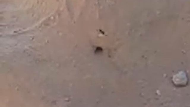 AVISPA EXCAVADORA HACIENDO SU TUNEL. INSECTOS CURIOSOS смотреть онлайн