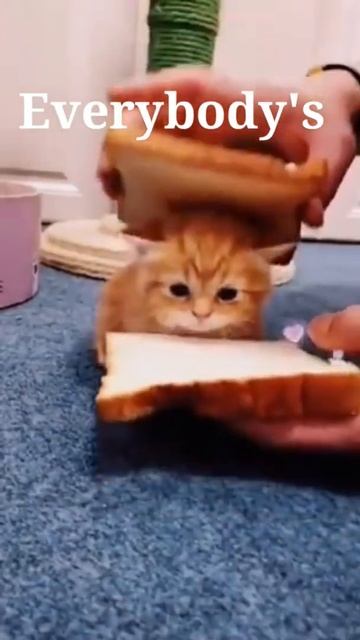 everybody's dog vs my cat#shorts #funny #what смотреть онлайн