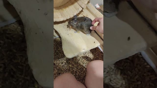 Заключительный ночной дожор, угадайте кто остался голодным? 😉 Крысы дамбо + белки дегу❤🔥❤🔥 смотреть онлайн