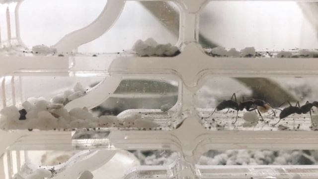 Diacamma Rugosum: A követés смотреть онлайн