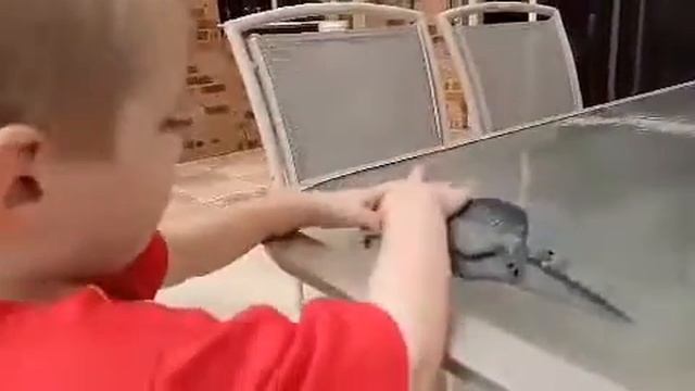 Dinosaur play - spinosaurus and raptor смотреть онлайн