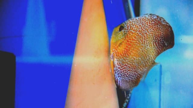 Eruption face spotted смотреть онлайн