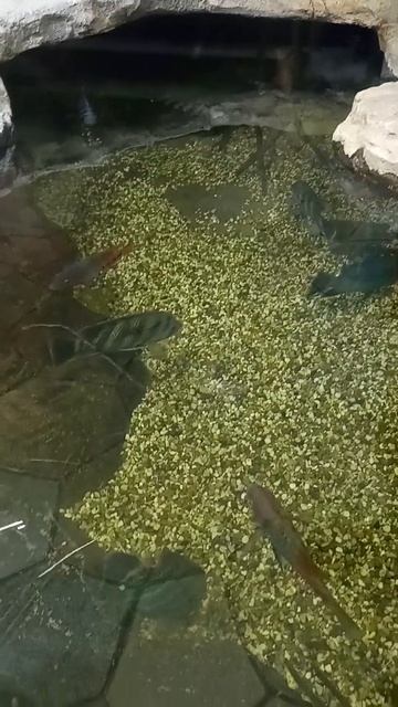 Ekaterinburg Oceanarium смотреть онлайн