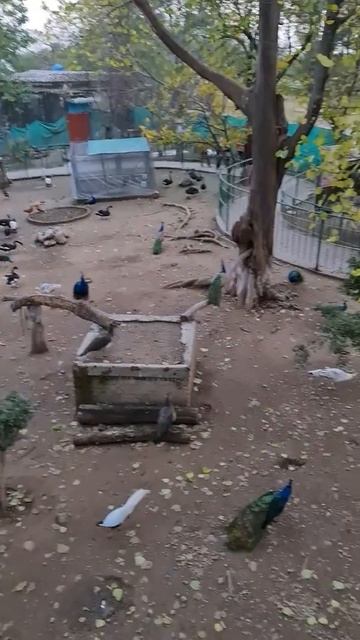 Islamabad смотреть онлайн