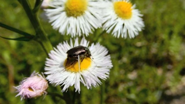 マメコガネ/Popillia japonica 12_220503_ ガイコツ山 смотреть онлайн