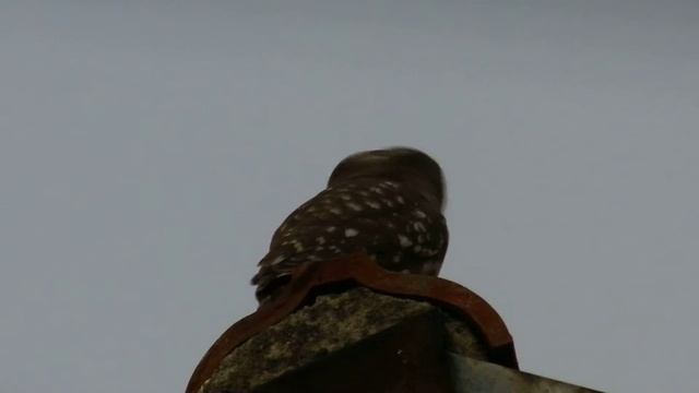 Civetta (Athene noctua) смотреть онлайн