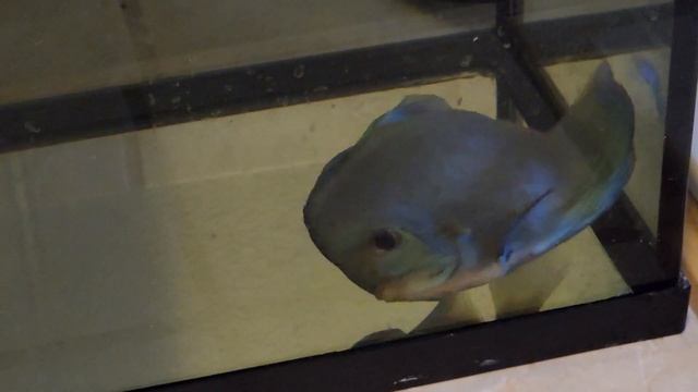 DB Discus recovering from swim bladder damage due to Excel poisoning. смотреть онлайн