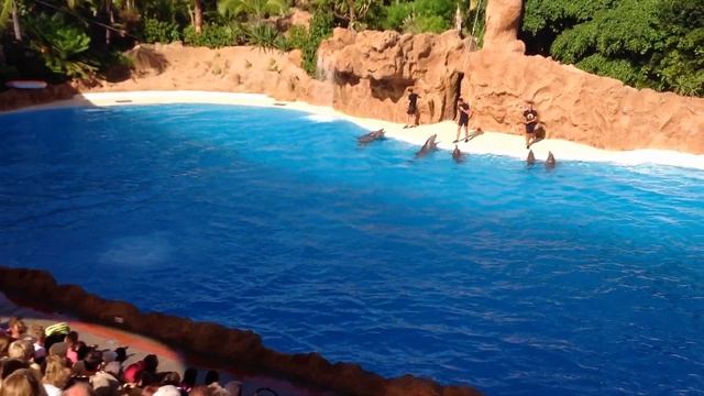 ТЕНЕРИФЕ LORO PARQUE ШОУ ДЕЛЬФИНОВ И КОСАТОК 24 ОКТЯБРЯ 2013 ГОДА смотреть онлайн