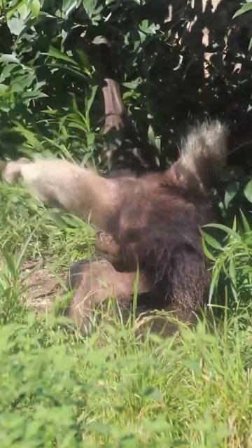 GIANT ANTEATER #shorts #short смотреть онлайн