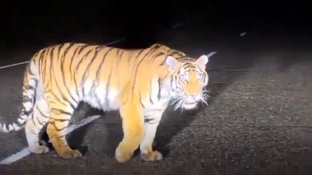 Тигр перекрыл дорогу, водитель не расстроился #shorts смотреть онлайн