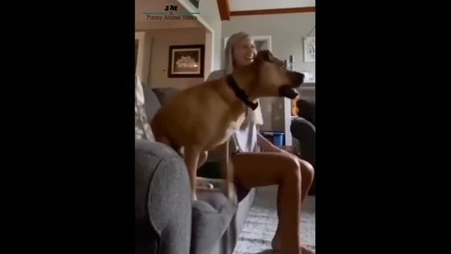 Dog Celebrates Soccer Goal смотреть онлайн