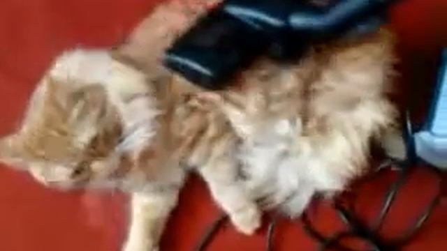 За таким котом не побегаешь с пылесосом смотреть онлайн