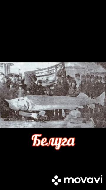 самые большие рыбы 1 часть смотреть онлайн