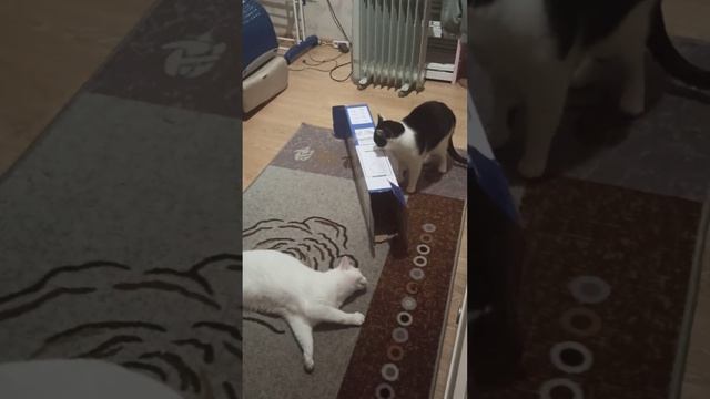 #котобаза#коты#котики# любят играть смотреть онлайн